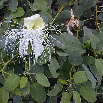 Capparis unspecified picture