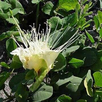 Capparis unspecified picture