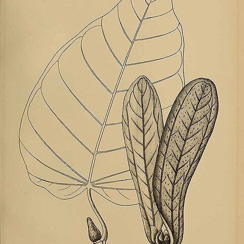 Dipterocarpus tuberculatus unspecified picture
