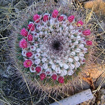 Mammillaria petterssonii unspecified picture