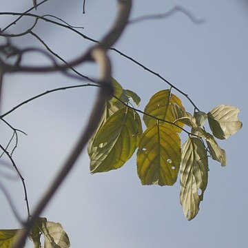 Ventilago calyculata unspecified picture