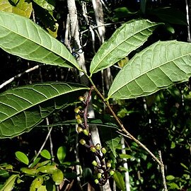 Sorocea unspecified picture