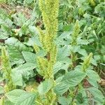 Amaranthus hybridus flower picture by David Schmielden (cc-by-sa)