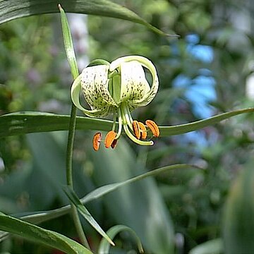 Lilium fargesii unspecified picture