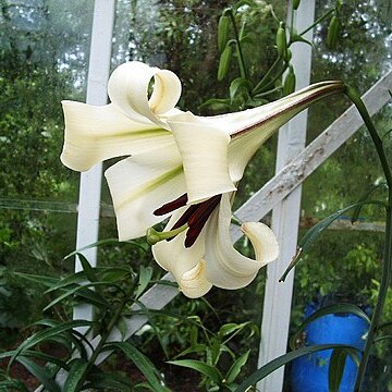 Lilium brownii unspecified picture