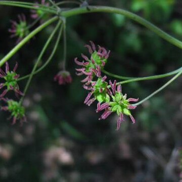 Thalictrum polycarpum unspecified picture