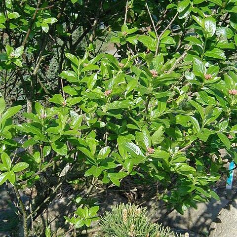 Sorbus chamaemespilus unspecified picture