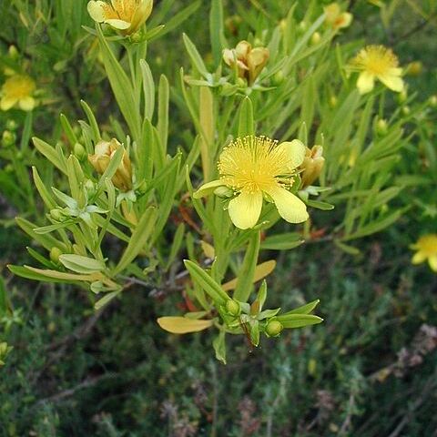 Hypericum erectum unspecified picture