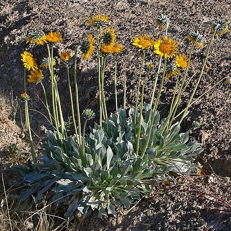 Enceliopsis unspecified picture