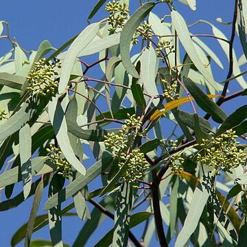 Eucalyptus microtheca unspecified picture