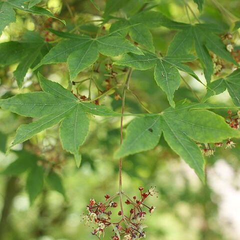 Acer pauciflorum unspecified picture