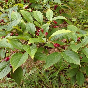 Cotoneaster foveolatus unspecified picture
