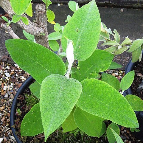 Buddleja crotonoides unspecified picture