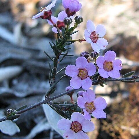 Euryomyrtus unspecified picture
