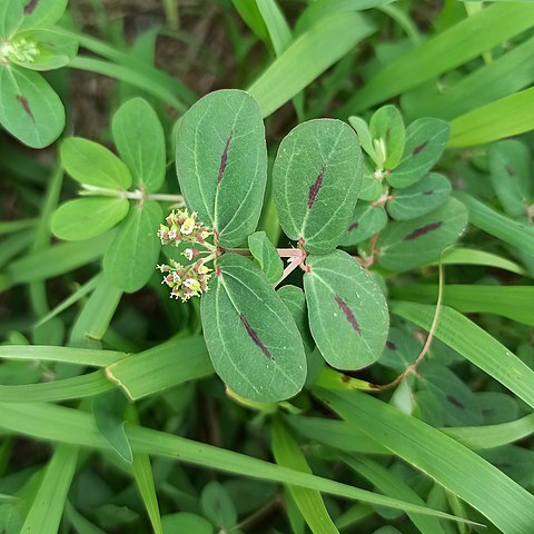 Euphorbia berteroana unspecified picture