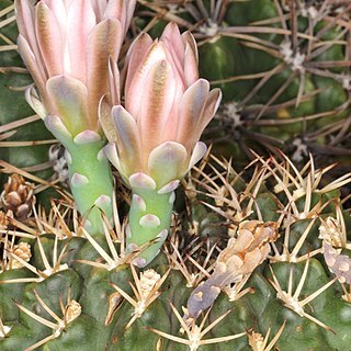 Gymnocalycium marsoneri unspecified picture