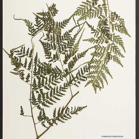 Saccolomataceae unspecified picture