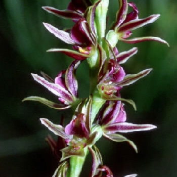 Prasophyllum affine unspecified picture