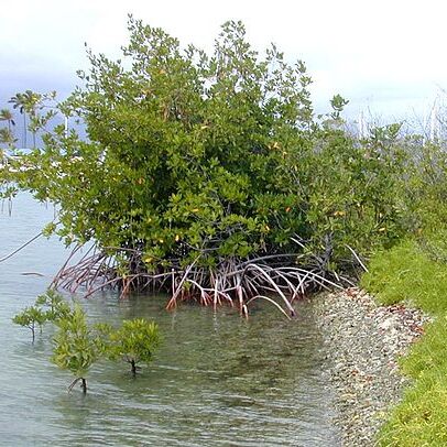 Rhizophoraceae unspecified picture