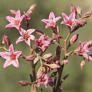 Rosularia sempervivum unspecified picture