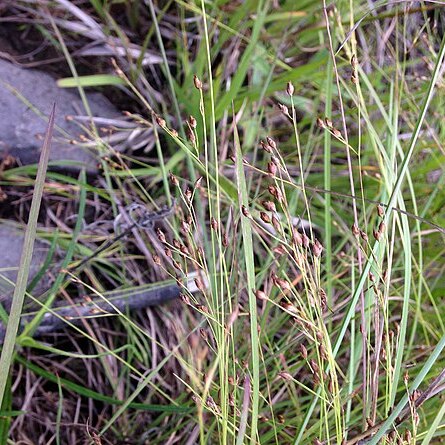 Rhynchospora rariflora unspecified picture