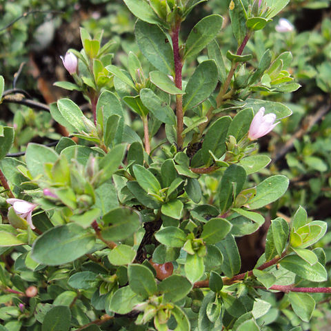 Rotula aquatica unspecified picture