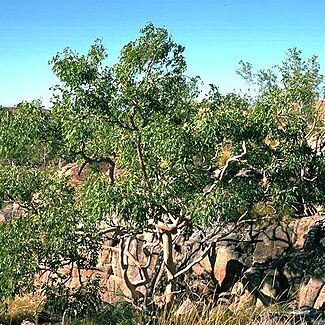 Eucalyptus herbertiana unspecified picture