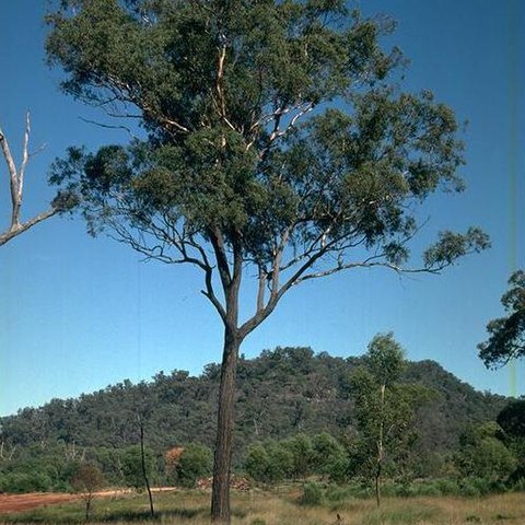 Eucalyptus decorticans unspecified picture