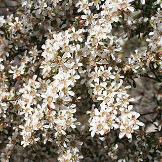 Leptospermum semibaccatum unspecified picture
