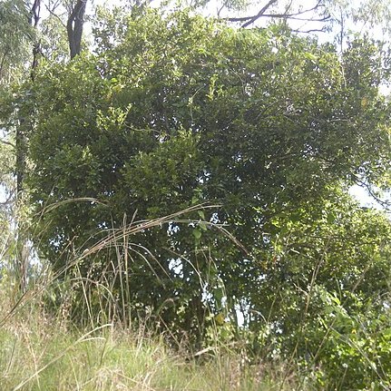Diospyros geminata unspecified picture