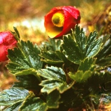 Ranunculus weberbaueri unspecified picture
