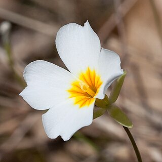 Leavenworthia unspecified picture