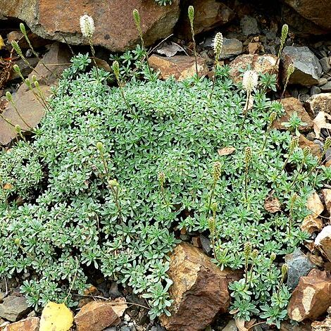 Petrophytum unspecified picture