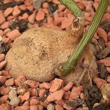 Euphorbia neorubella unspecified picture