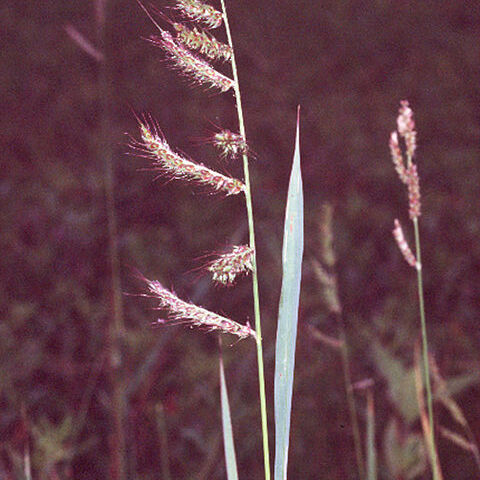 Echinochloa unspecified picture