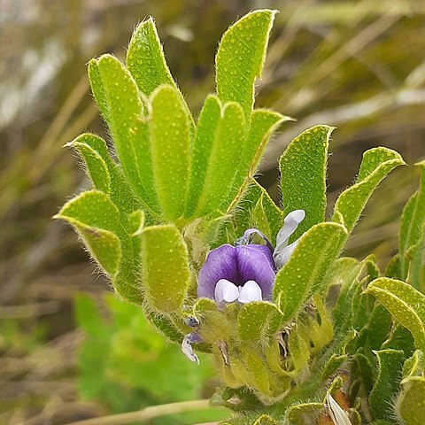 Otholobium nitens unspecified picture