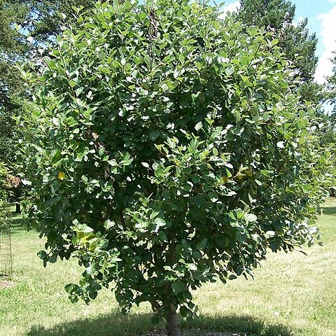 Sorbus latifolia unspecified picture