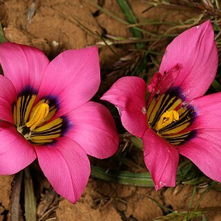 Romulea subfistulosa unspecified picture