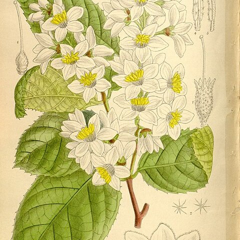 Styrax hemsleyanus unspecified picture
