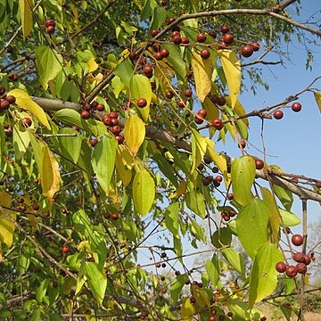 Ziziphus pubescens unspecified picture