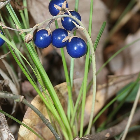 Ophiopogon unspecified picture