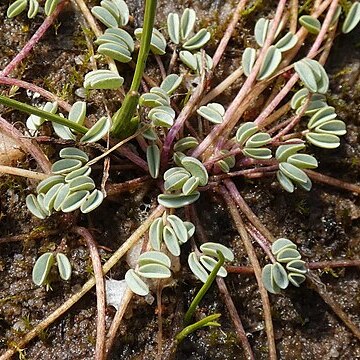Oxalis oculifera unspecified picture