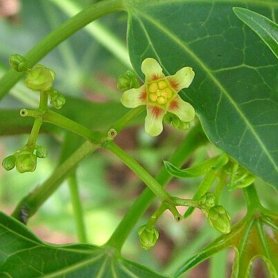 Jatropha subaequiloba unspecified picture