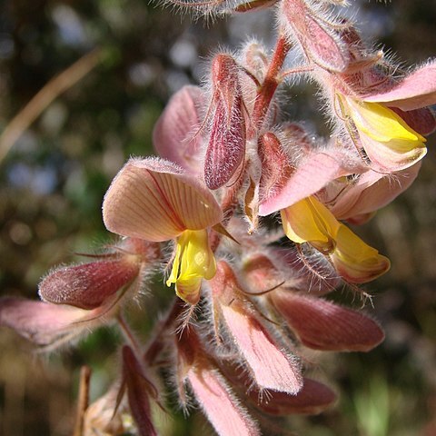 Eriosema defoliatum unspecified picture