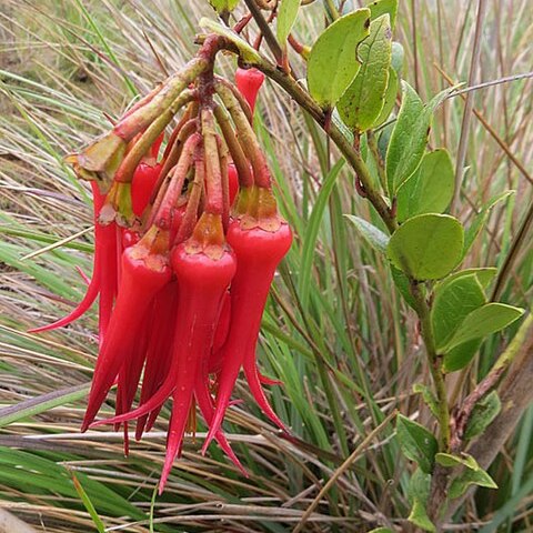 Ceratostema alatum unspecified picture