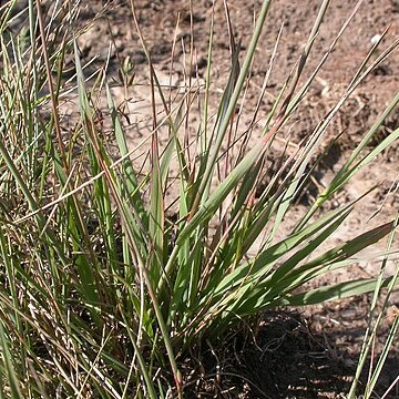 Bromus porteri unspecified picture
