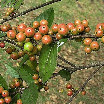 Xylosma spiculifera unspecified picture
