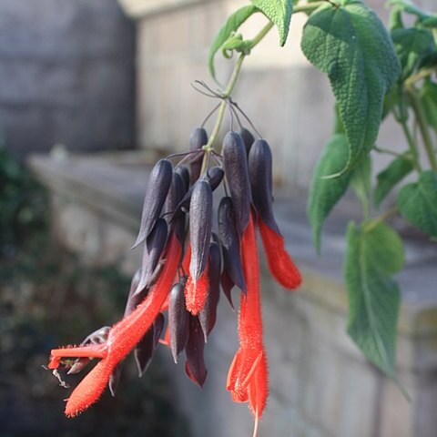 Salvia dombeyi unspecified picture