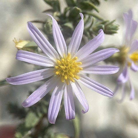 Symphyotrichum fendleri unspecified picture