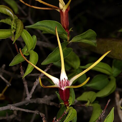 Strophanthus amboensis unspecified picture